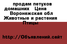 продам петухов домашних › Цена ­ 500 - Воронежская обл. Животные и растения » Птицы   